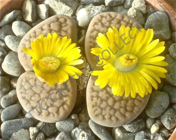 Rare Lithops Lesliei V Albinica Living Stone Rock Cactus Cacti Seed 15 Seeds