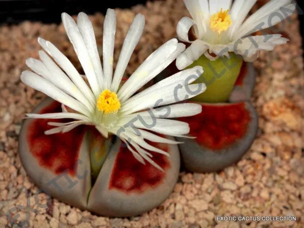 Rare Lithops Salicola Exotic Mesemb Succulent Living Stone Plant Seed 15 Seeds