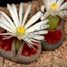 Rare Lithops Salicola Exotic Mesemb Succulent Living Stone Plant Seed 15 Seeds