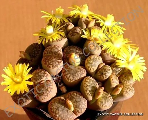 Rare Lithops Karasmontana Exotic Mesemb Living Stone Cactus Seed 15 Seeds