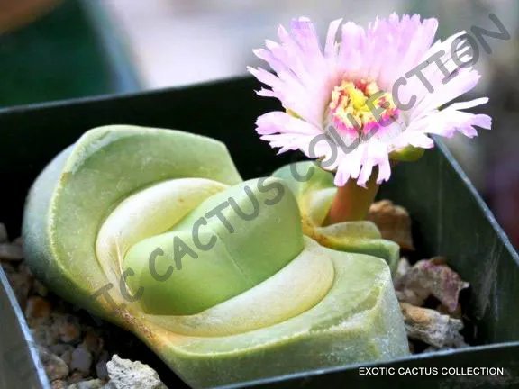 Rare Lithops Dorotheae Exotic Living Stone Bonsaisucculent Plant Seed 15 Seeds