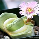 Rare Lithops Dorotheae Exotic Living Stone Bonsaisucculent Plant Seed 15 Seeds