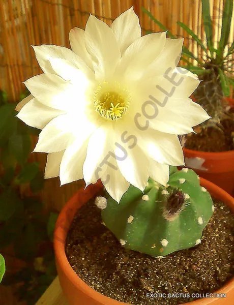 Rare Lithops Bromfieldii Mesembs Living Stone Rock Plant Seed 15 Seeds