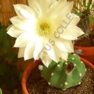 Rare Lithops Bromfieldii Mesembs Living Stone Rock Plant Seed 15 Seeds