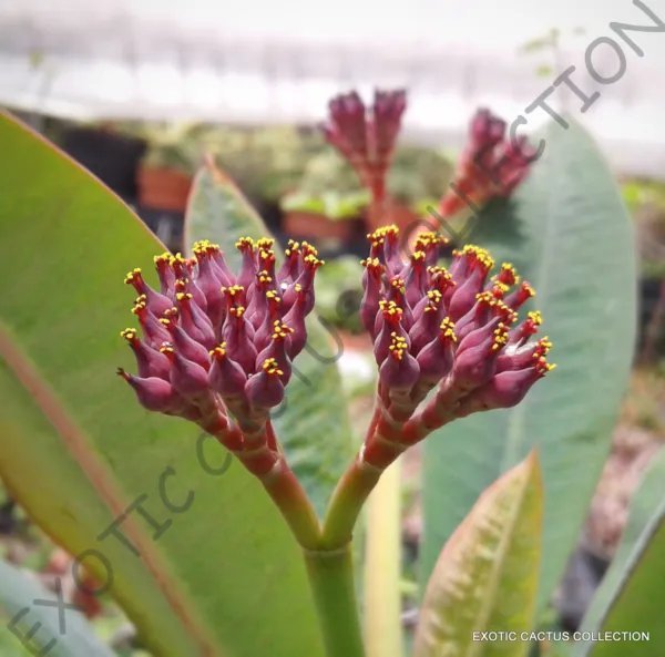 Euphorbia Gorgonis Exotic Rare Succulent Cactus Cacti Plant Semi Seed 5 Seeds