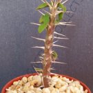 Euphorbia Pachypodioides Exotic Rare Succulent Cactus Cacti Plant Seed 5 Seeds