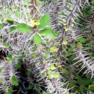 Euphorbia Didieroides Exotic Rare Succulent Cactus Cacti Plant Seed 5 Seeds Euphorbia Didieroides Exotic Rare Succulent Cactus Cacti Plant Seed 5 Seeds