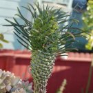 Euphorbia Duranii Ankaratrae Exotic Rare Cactus Cacti Plant Seed 5 Seeds