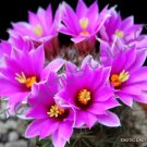 Euphorbia Grandialata Exotic Rare Cactus Cacti Plant Seed 5 Seeds