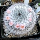 Euphorbia Clandestina Exotic Rare Cactus Cacti Plant Seed 5 Seeds
