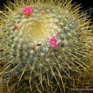 Mammillaria Schumannii Exotic Rare Cactus Cacti Plant Pincushion Seed 20 Seeds