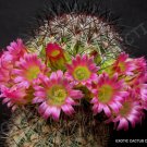 Mammillaria Ritteriana Exotic Rare Cactus Cacti Plant Pincushion Seed 20 Seeds