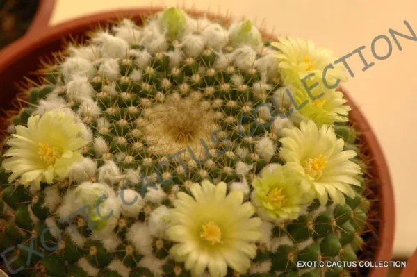 Mammillaria Microhelia Exotic Rare Cactus Cacti Plant Seeds 20 Seeds