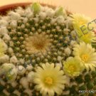 Mammillaria Microhelia Exotic Rare Cactus Cacti Plant Seeds 20 Seeds