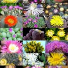 Mammillaria Camptotricha Decipiens Exotic Cacti Rare Cactus Seed Plant 20 Seeds