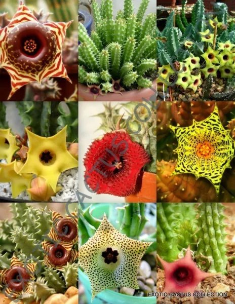 Mesembs Mix Exotic Succulent Rocks Living Stones Plant Seed 15 Seeds