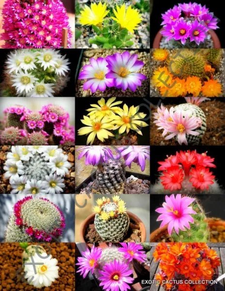 Pilosocereus Variety Mix Rare Columnar Cacti Exotic Seed 20 Seeds