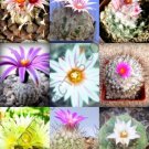 Mammillaria Mix Exotic Cacti Rare Cactus Plant Seed 30 Seeds