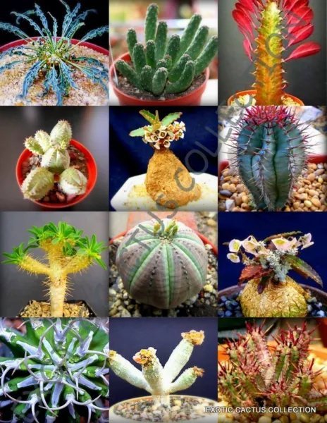 Opuntia Cactus Mix Rare Prickly Pear Cacti Desert Tuna Seed 20 Seeds