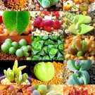 Euphorbia Variety Mix Exotic Succulent Rare Cactus Plant Seed 10 Seeds