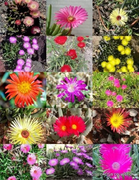 Jackal'S Tail Aloe Claviflora Exotic Succulent Rare Agave Plant Seed 10 Seeds