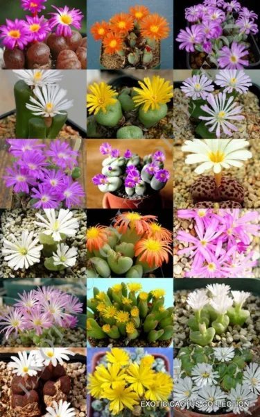 Aloe Variegata Exotic Succulent Rare Desert Healing Plant Seed 10 Seeds