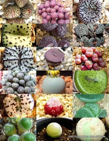 Cephalophyllum Mix Rare Succulent Cactus Mixed Living Stones Rocks Seed 15 Seeds
