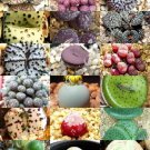 Cephalophyllum Mix Rare Succulent Cactus Mixed Living Stones Rocks Seed 15 Seeds Cephalophyllum Mix Rare Succulent Cactus Mixed Living Stones Rocks Seed 15 Seeds