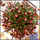 Conophytum Mix Rare Succulent Cactus Living Stones Rocks Seed 15 Seeds