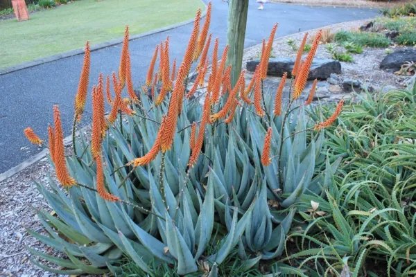 Rare Conophytum Mix Succulent Cactus Mixed Living Stones Rocks Seed 15 Seeds