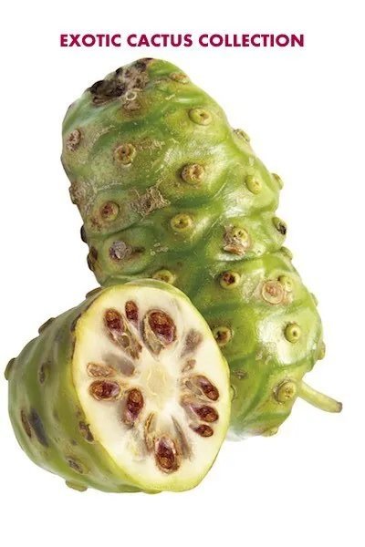 Agave Bracteosa Candelabrum Hardy Exotic Succulent Aloe Rare Seed 15 Seeds