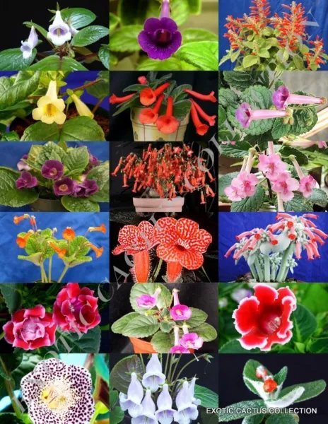 Red Fruits Mix Rare Organic Edible Colorful Fruit Incihealthy Heart Inci Seed 15 Seeds
