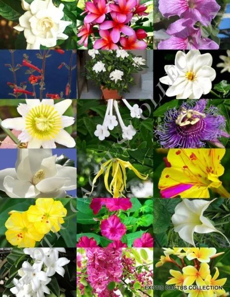 Rare Sinningia Mix Rare African Violets Fragrant Seed 20 Seeds