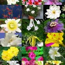 Rare Sinningia Mix Rare African Violets Fragrant Seed 20 Seeds