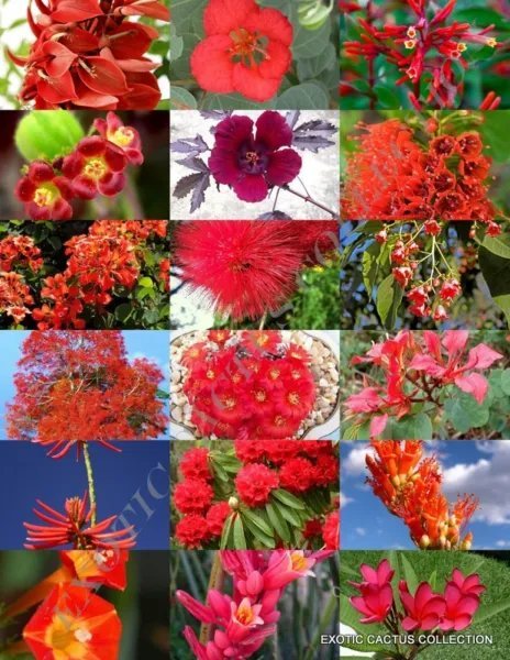 Fragrant Mix Rare Plant Exotic Flower Colorful Easy Seed 15 Seeds