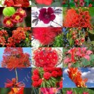 Fragrant Mix Rare Plant Exotic Flower Colorful Easy Seed 15 Seeds