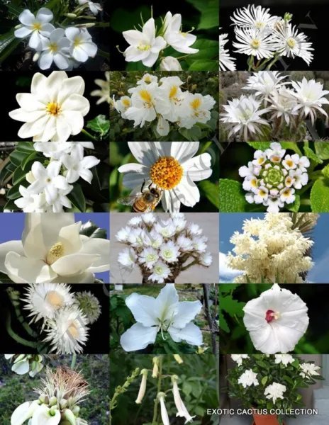 Orange Flower Plants Mix Exotic Tree Fragrant Bonsai Bloom Seed 15 Seeds