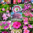 Red Flower Plants Mix Exotic Tree Fragrant Bonsai Bloom Seed 15 Seeds