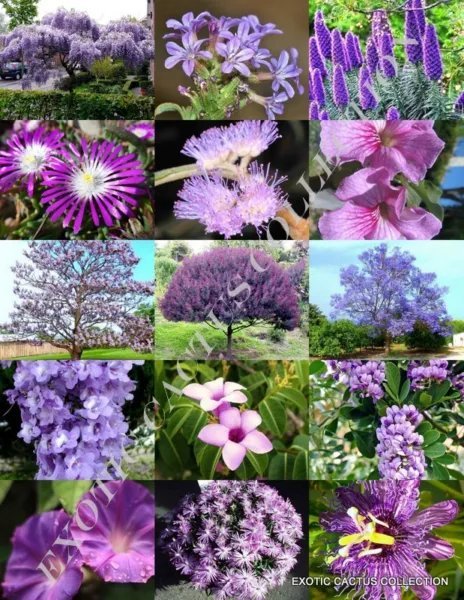 White Flower Plants Mix Exotic Tree Fragrant Bonsai Bloom Seed 15 Seeds