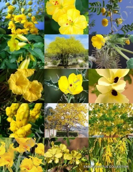 Pink Flower Plants Mix Exotic Tree Fragrant Bonsai Bloom Seed 15 Seeds