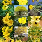 Pink Flower Plants Mix Exotic Tree Fragrant Bonsai Bloom Seed 15 Seeds