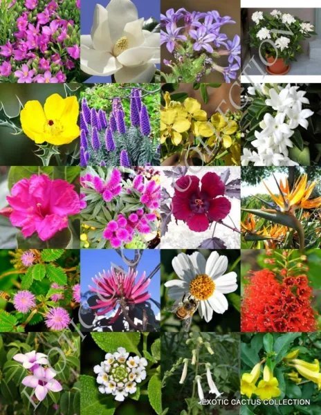 Yellow Flower Plants Mix Exotic Tree Fragrant Bonsai Bloom Seed 15 Seeds