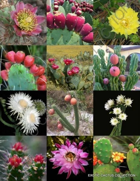 Delonix Tree Mix Rare Flower Plant Huge Flamboyan Fragrant Bonsai Tree- 10 Seeds