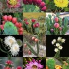 Delonix Tree Mix Rare Flower Plant Huge Flamboyan Fragrant Bonsai Tree- 10 Seeds