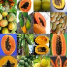 Palm Tree Mix Rare Palms Fan Exotic Date Florida Areca Hardy Mixed Seed 10 Seeds