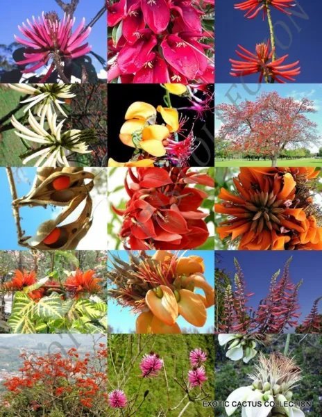 Florida Cactus Mix Rare Cacti Exotic Desert Succulent Seed 50 Seeds