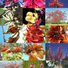 Florida Cactus Mix Rare Cacti Exotic Desert Succulent Seed 50 Seeds Florida Cactus Mix Rare Cacti Exotic Desert Succulent Seed 50 Seeds