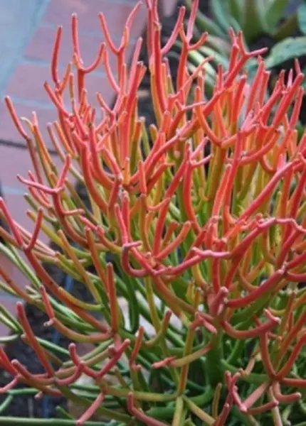 Erythrina Mix Rare Flower Amazon Coral Tree Tropical Plant Shrub Seed 10 Seeds