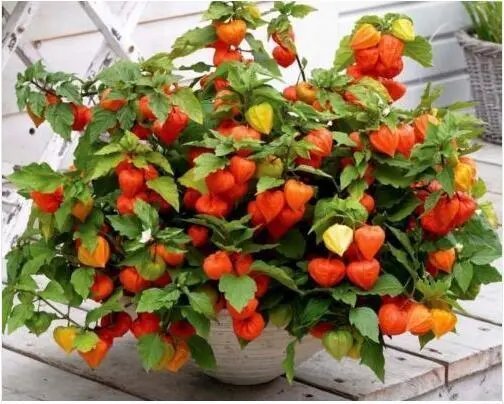 Chinese Lantern Edible Golden Berry Cherries Physalis Peruviana Berries 25 Seeds