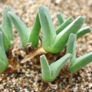 Tanquana Mix Rare Succulent Cactus Exotic Living Stones Desert Seed 15 Seeds